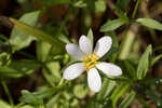 Coastal rose gentian